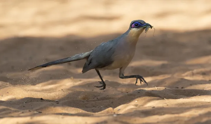 Gerahmter Druck : Rencoua, Running Coua, Coua cursor Gerahmter Druck : Rencoua, Running Coua, Coua cursor
