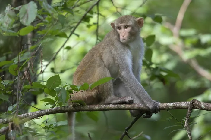 Gerahmter Druck : Rhesus-Affen Gerahmter Druck : Rhesus-Affen