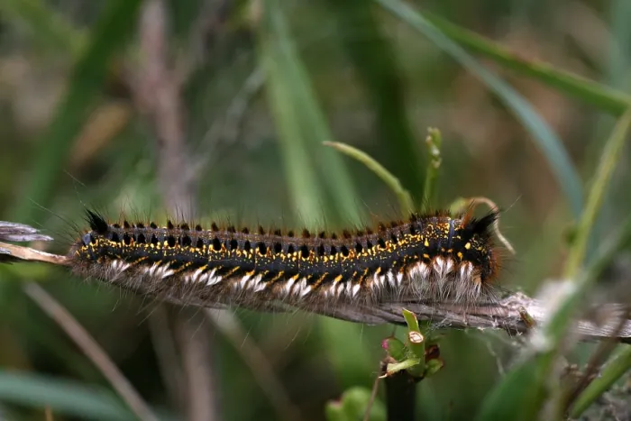 Gerahmter Druck : Rietvink; Trinker; Euthrix potatoria Gerahmter Druck : Rietvink; Trinker; Euthrix potatoria