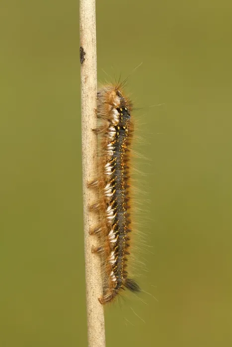 Gerahmter Druck : Rietvink; Der Trinker; Euthrix potatoria Gerahmter Druck : Rietvink; Der Trinker; Euthrix potatoria