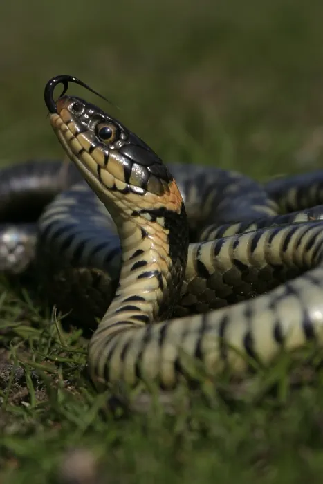 Gerahmter Druck : Ringelnatter, Grasnatter, Natrix natrix Gerahmter Druck : Ringelnatter, Grasnatter, Natrix natrix