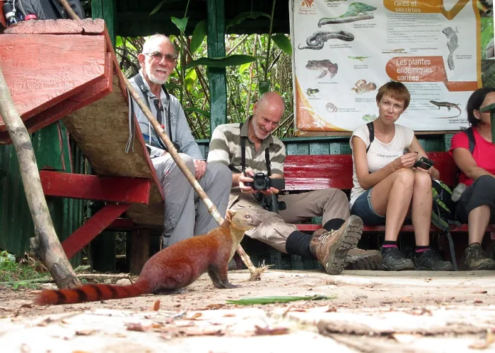 Gerahmter Druck : Ringstaartmangoose, Ring-tailed mongoose, Galidia elegans Gerahmter Druck : Ringstaartmangoose, Ring-tailed mongoose, Galidia elegans