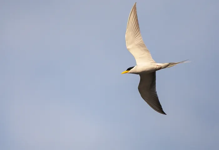Gerahmter Druck : Fluss-Tern, Sterna aurantia Gerahmter Druck : Fluss-Tern, Sterna aurantia