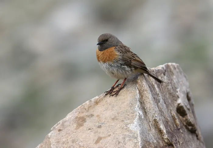Gerahmter Druck : Robin-Prinzenhabicht, Prunella rubeculoides Gerahmter Druck : Robin-Prinzenhabicht, Prunella rubeculoides
