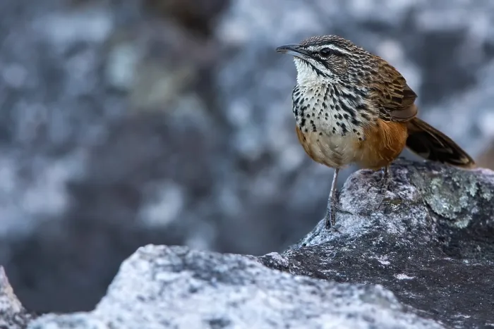 Gerahmter Druck : Felsläufer, Achaetops pycnopygius. Gerahmter Druck : Felsläufer, Achaetops pycnopygius.