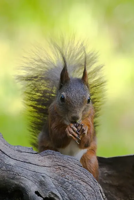 Gerahmter Druck : Rote Eichhörnchen, Rot-Spitzmaus, Sciurus vulgaris Gerahmter Druck : Rote Eichhörnchen, Rot-Spitzmaus, Sciurus vulgaris