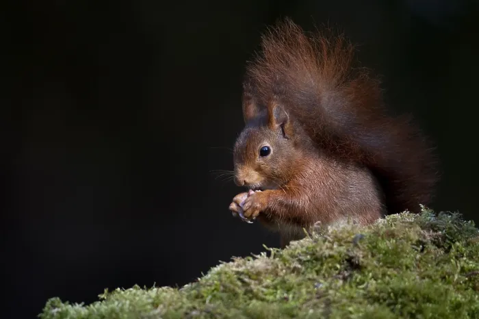 Gerahmter Druck : Rote Eichhörnchen, Rot-Spitzmaus, Sciurus vulgaris Gerahmter Druck : Rote Eichhörnchen, Rot-Spitzmaus, Sciurus vulgaris