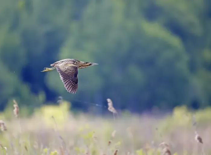 Gerahmter Druck : Roerdomp, Großer Brachvogel, Botaurus stellaris Gerahmter Druck : Roerdomp, Großer Brachvogel, Botaurus stellaris