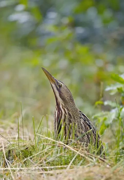 Gerahmter Druck : Roerdomp, Großer Brachvogel, Botaurus stellaris Gerahmter Druck : Roerdomp, Großer Brachvogel, Botaurus stellaris