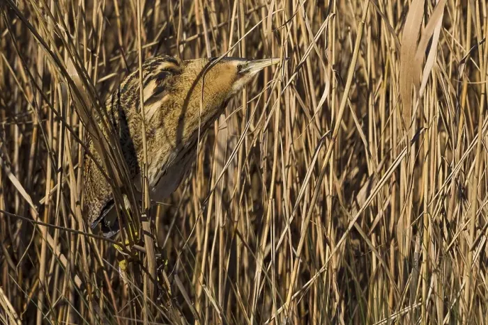 Gerahmter Druck : Roerdomp; Großer Brachvogel; Botaurus stellaris Gerahmter Druck : Roerdomp; Großer Brachvogel; Botaurus stellaris