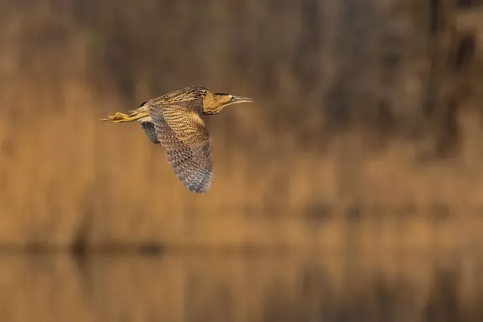 Gerahmter Druck : Roerdomp, Großer Brachvogel, Botaurus stellaris Gerahmter Druck : Roerdomp, Großer Brachvogel, Botaurus stellaris