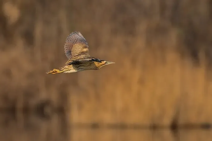 Gerahmter Druck : Roerdomp, Großer Brachvogel, Botaurus stellaris Gerahmter Druck : Roerdomp, Großer Brachvogel, Botaurus stellaris