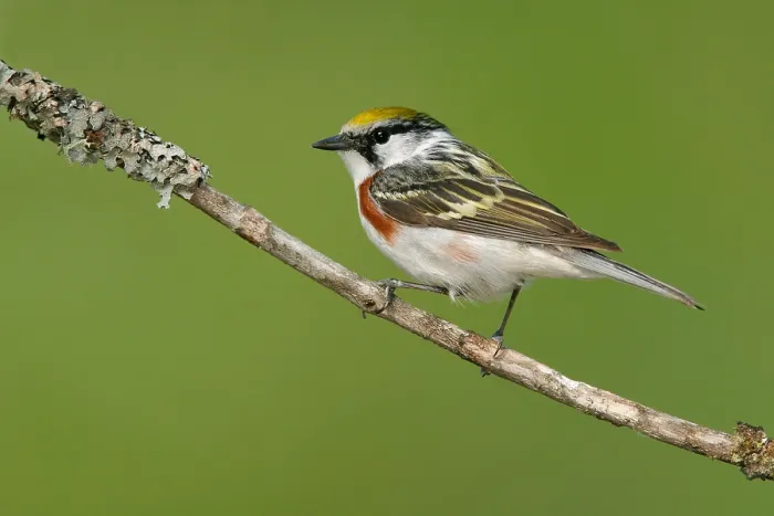 Gerahmter Druck : Roestflankzanger, Chestnut-sided Warbler, Setophaga pensylvanica Gerahmter Druck : Roestflankzanger, Chestnut-sided Warbler, Setophaga pensylvanica