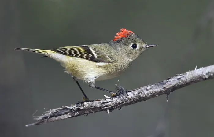 Gerahmter Druck : Roodkroonhaan, Ruby-crowned kinglet, Regulus calendula Gerahmter Druck : Roodkroonhaan, Ruby-crowned kinglet, Regulus calendula