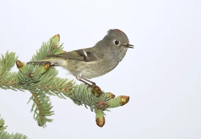 Gerahmter Druck : Roodkroonhaan, Ruby-crowned kinglet, Regulus calendula