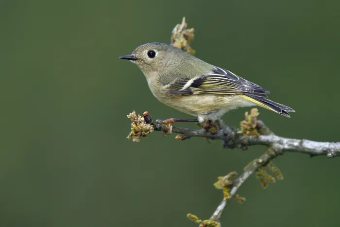 Gerahmter Druck : Roodkroonhaan, Ruby-crowned kinglet, Regulus calendula Gerahmter Druck : Roodkroonhaan, Ruby-crowned kinglet, Regulus calendula