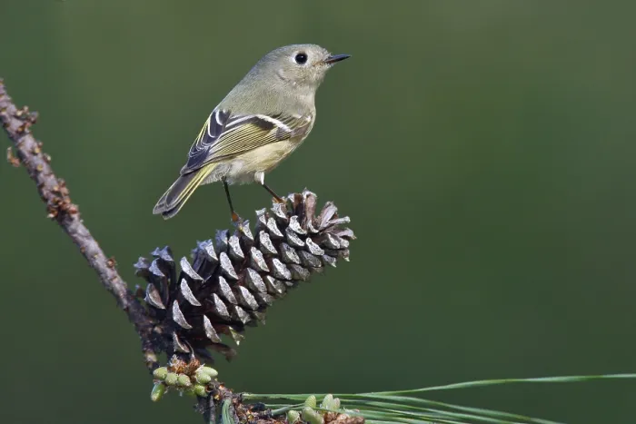 Gerahmter Druck : Roodkroonhaan Rubinkronenkönig Regulus calendula Gerahmter Druck : Roodkroonhaan Rubinkronenkönig Regulus calendula