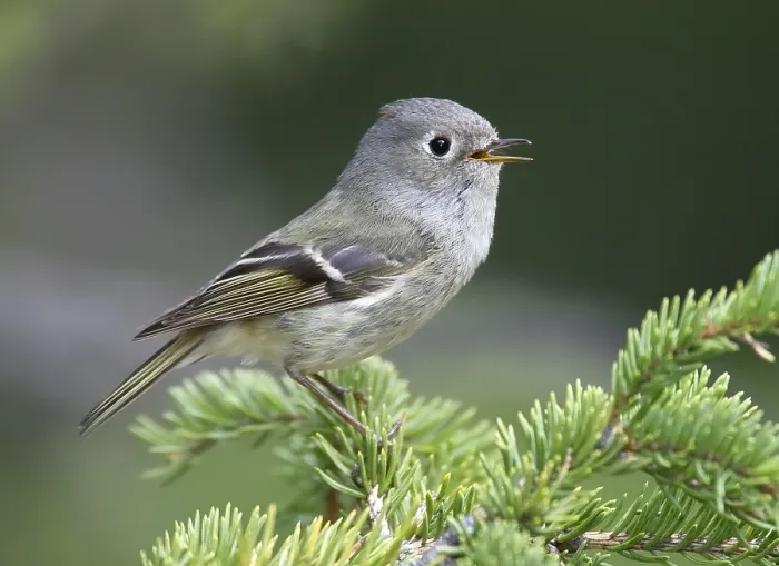 Gerahmter Druck : Roodkroonhaan Regenbeerenkleid (Ruby-crowned kinglet) Regulus calendula Gerahmter Druck : Roodkroonhaan Regenbeerenkleid (Ruby-crowned kinglet) Regulus calendula