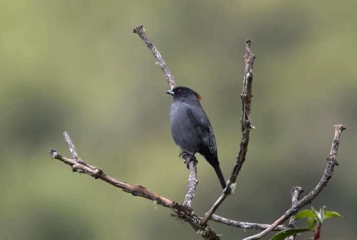Gerahmter Druck : Roodkuifcotinga, Rotkopfcotinga, Ampelion rubrocristatus Gerahmter Druck : Roodkuifcotinga, Rotkopfcotinga, Ampelion rubrocristatus