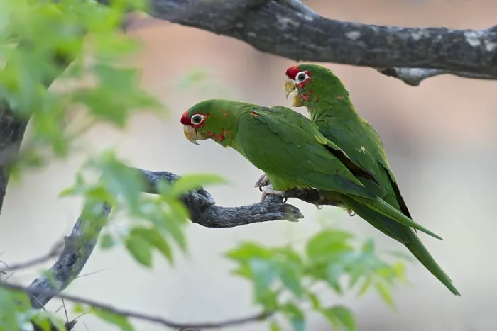 Gerahmter Druck : Roodmaskeraratinga, Mitred Parakeet, Psittacara mitratus