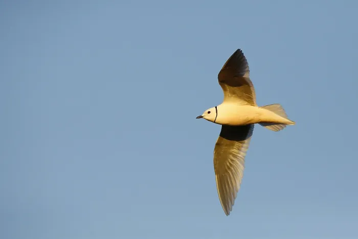Gerahmter Druck : Ross-Möwe Gerahmter Druck : Ross-Möwe