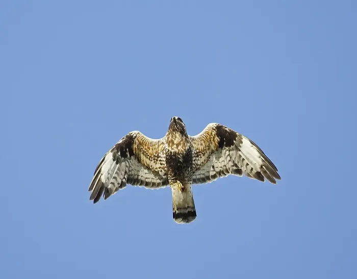 Gerahmter Druck : Rauhflügelnussvogel, Ruigpootbuizerd, Buteo lagopus Gerahmter Druck : Rauhflügelnussvogel, Ruigpootbuizerd, Buteo lagopus