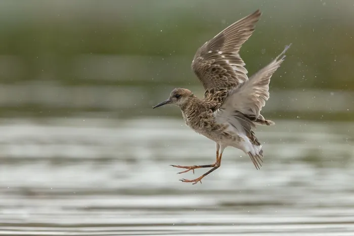 Gerahmter Druck : Ruff in Flug. Gerahmter Druck : Ruff in Flug.