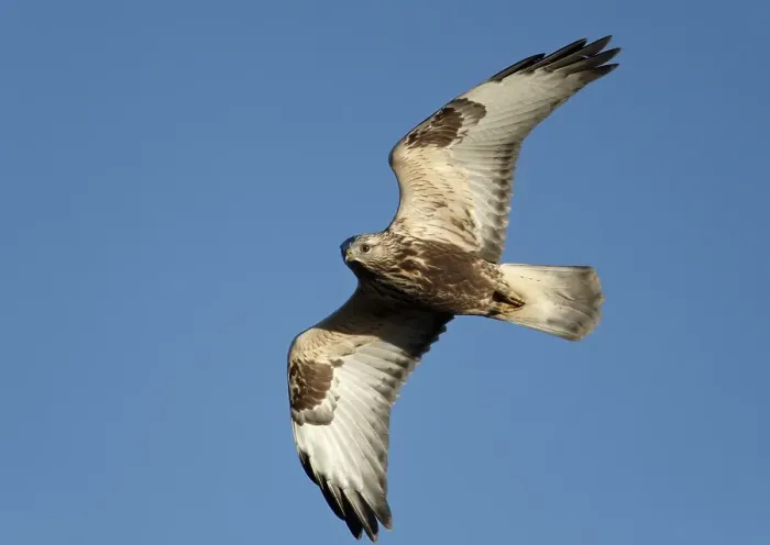 Gerahmter Druck : Ruigpootbuizerd, Rough-legged Buzzard, Buteo lagopus