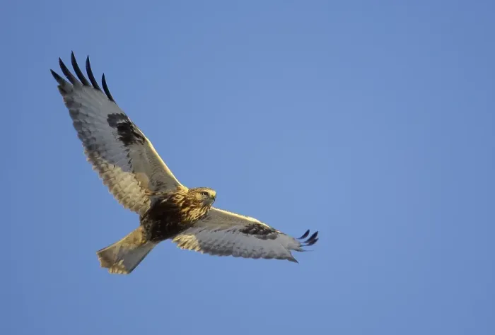 Gerahmter Druck : Ruigpootbuizerd, Rough-legged Buzzard, Buteo lagopus Gerahmter Druck : Ruigpootbuizerd, Rough-legged Buzzard, Buteo lagopus