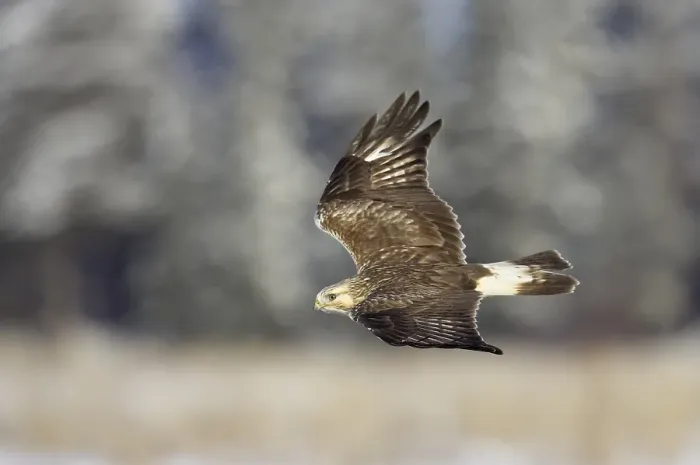 Gerahmter Druck : Ruigpootbuizerd, Rough-legged Buzzard, Buteo lagopus Gerahmter Druck : Ruigpootbuizerd, Rough-legged Buzzard, Buteo lagopus