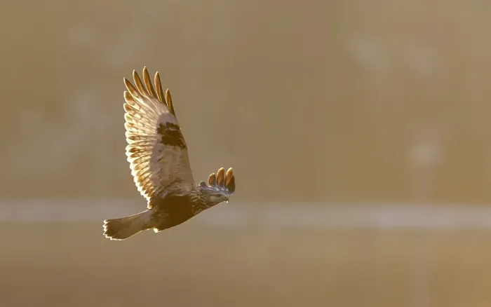 Gerahmter Druck : Ruigpootbuizerd, Rough-legged Buzzard, Buteo lagopus Gerahmter Druck : Ruigpootbuizerd, Rough-legged Buzzard, Buteo lagopus