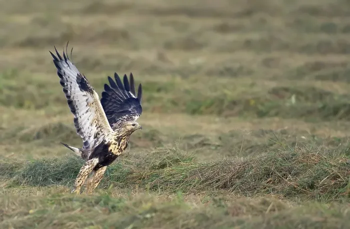 Gerahmter Druck : Ruigpootbuizerd, Rough-legged Buzzard, Buteo lagopus