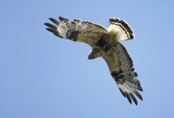 Gerahmter Druck : Ruigpootbuizerd, Rough-legged Buzzard, Buteo lagopus