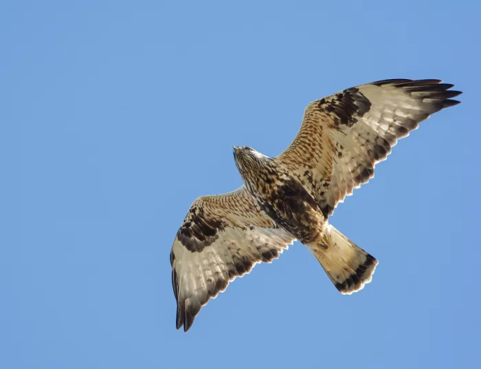 Gerahmter Druck : Ruigpootbuizerd, Rough-legged Buzzard, Buteo lagopus