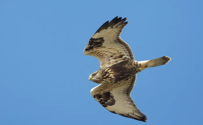 Gerahmter Druck : Ruigpootbuizerd, Rough-legged Buzzard, Buteo lagopus