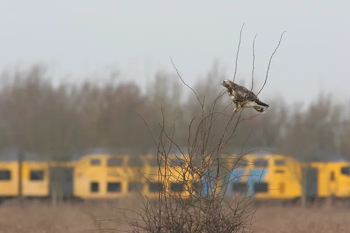 Gerahmter Druck : Ruigpootbuizerd, Rough-legged Buzzard, Buteo lagopus Gerahmter Druck : Ruigpootbuizerd, Rough-legged Buzzard, Buteo lagopus