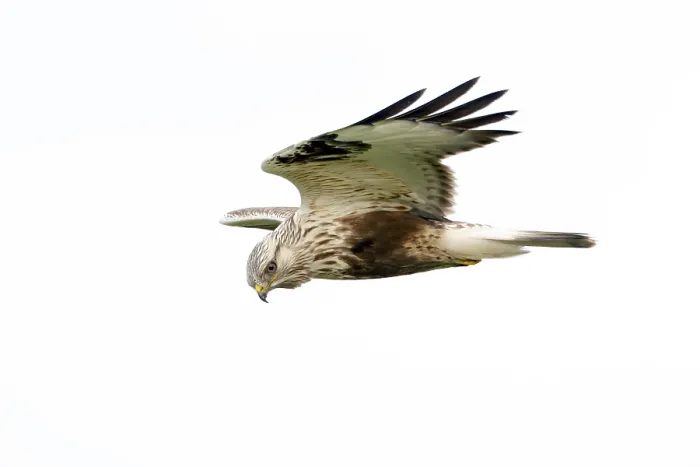 Gerahmter Druck : Ruigpootbuizerd, Rough-legged Buzzard, Buteo lagopus Gerahmter Druck : Ruigpootbuizerd, Rough-legged Buzzard, Buteo lagopus