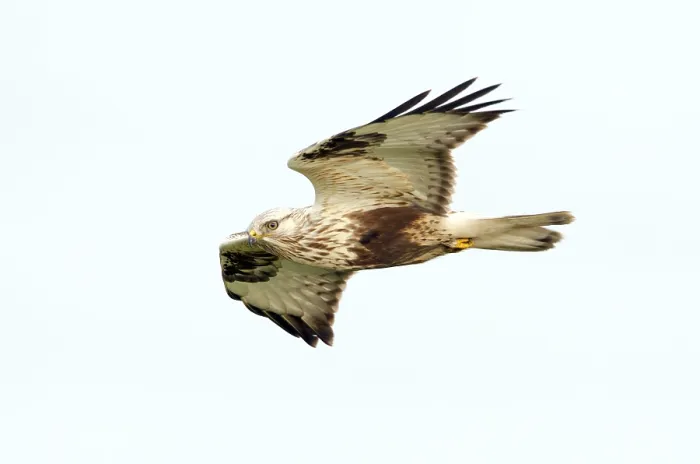 Gerahmter Druck : Ruigpootbuizerd, Rough-legged Buzzard, Buteo lagopus