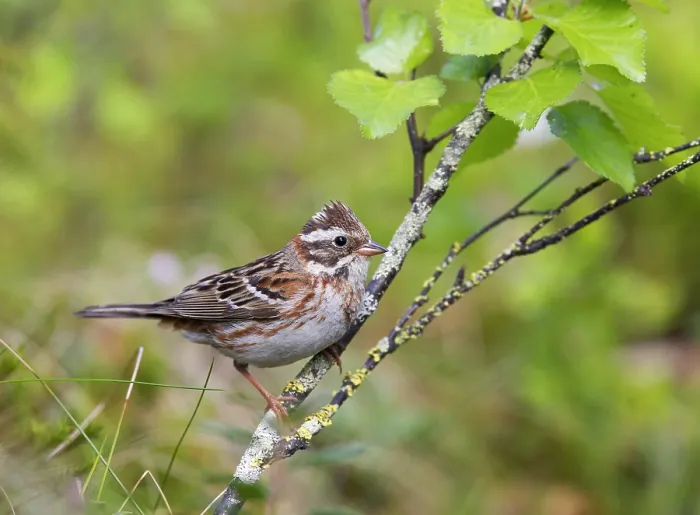 Gerahmter Druck : Rustik-Brachvogel, Emberiza rustica Gerahmter Druck : Rustik-Brachvogel, Emberiza rustica