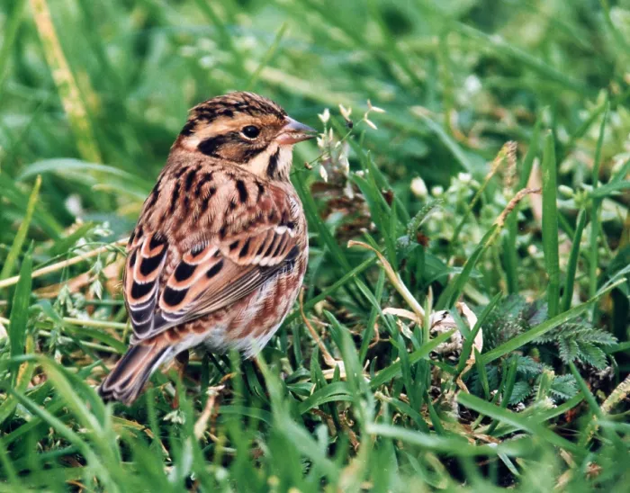 Gerahmter Druck : Rustik-Brachvogel, Emberiza rustica Gerahmter Druck : Rustik-Brachvogel, Emberiza rustica