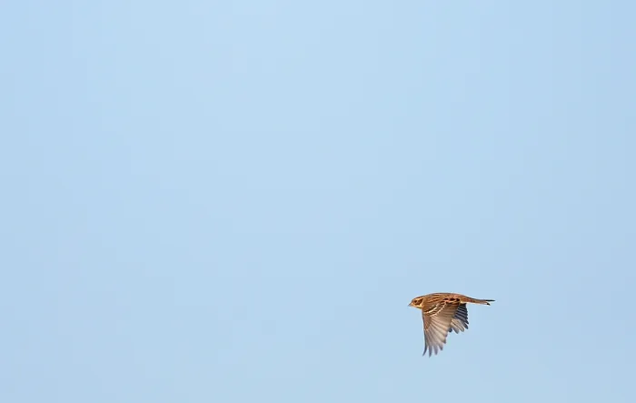 Gerahmter Druck : Rustikalischer Buntspecht, Emberiza rustica Gerahmter Druck : Rustikalischer Buntspecht, Emberiza rustica