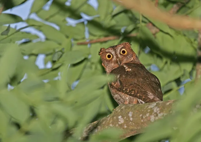 Gerahmter Druck : Ryūkyū-Spöttaue Otus elegans Gerahmter Druck : Ryūkyū-Spöttaue Otus elegans