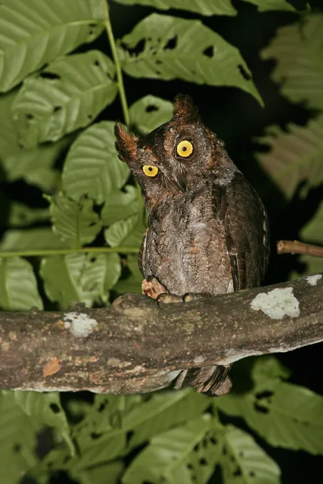 Gerahmter Druck : Ryūkyū-Spöttauf, Otus elegans Gerahmter Druck : Ryūkyū-Spöttauf, Otus elegans