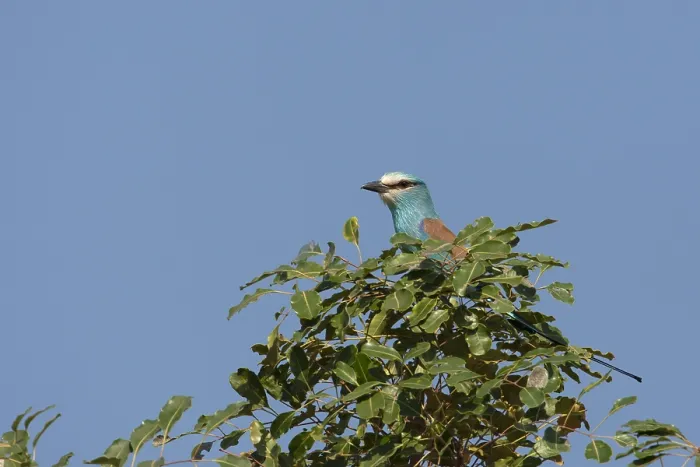 Gerahmter Druck : Sahelscharlachroller, Abyssinian Roller, Coracias abyssinicus Gerahmter Druck : Sahelscharlachroller, Abyssinian Roller, Coracias abyssinicus
