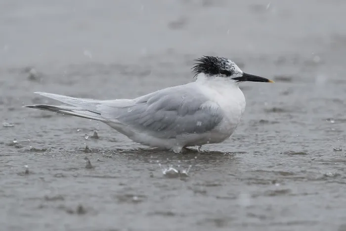 Gerahmter Druck : Sandwich-Tern Gerahmter Druck : Sandwich-Tern