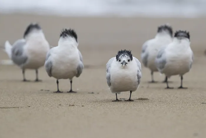 Gerahmter Druck : Sandwich-Tern