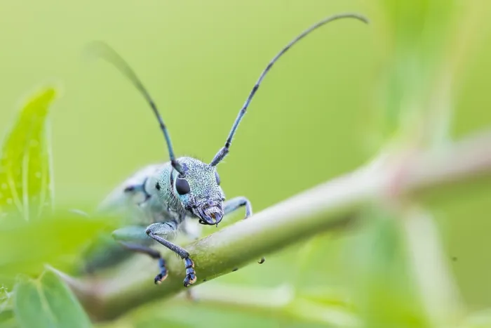Gerahmter Druck : Saperda octopunctata