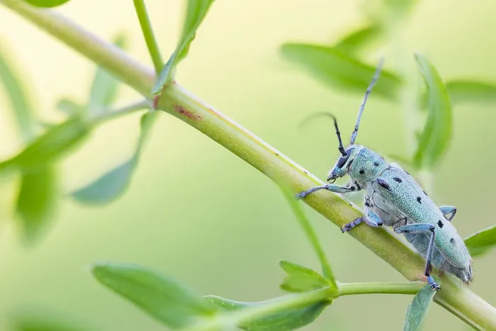 Gerahmter Druck : Saperda octopunctata Gerahmter Druck : Saperda octopunctata