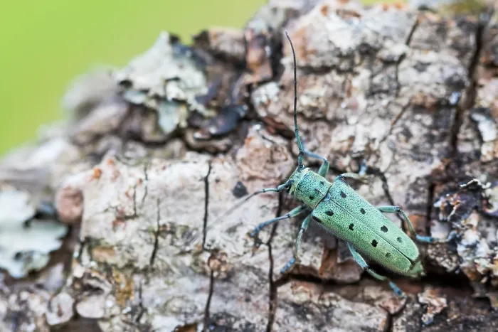 Gerahmter Druck : Saperda octopunctata Gerahmter Druck : Saperda octopunctata