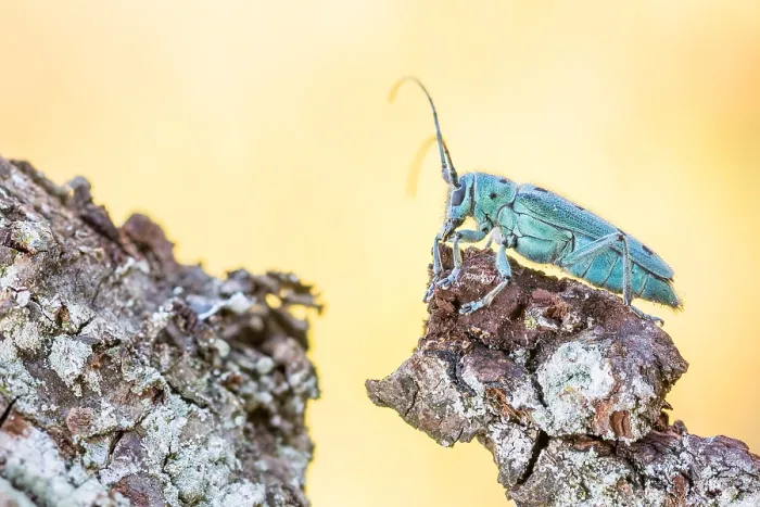 Gerahmter Druck : Saperda octopunctata Gerahmter Druck : Saperda octopunctata